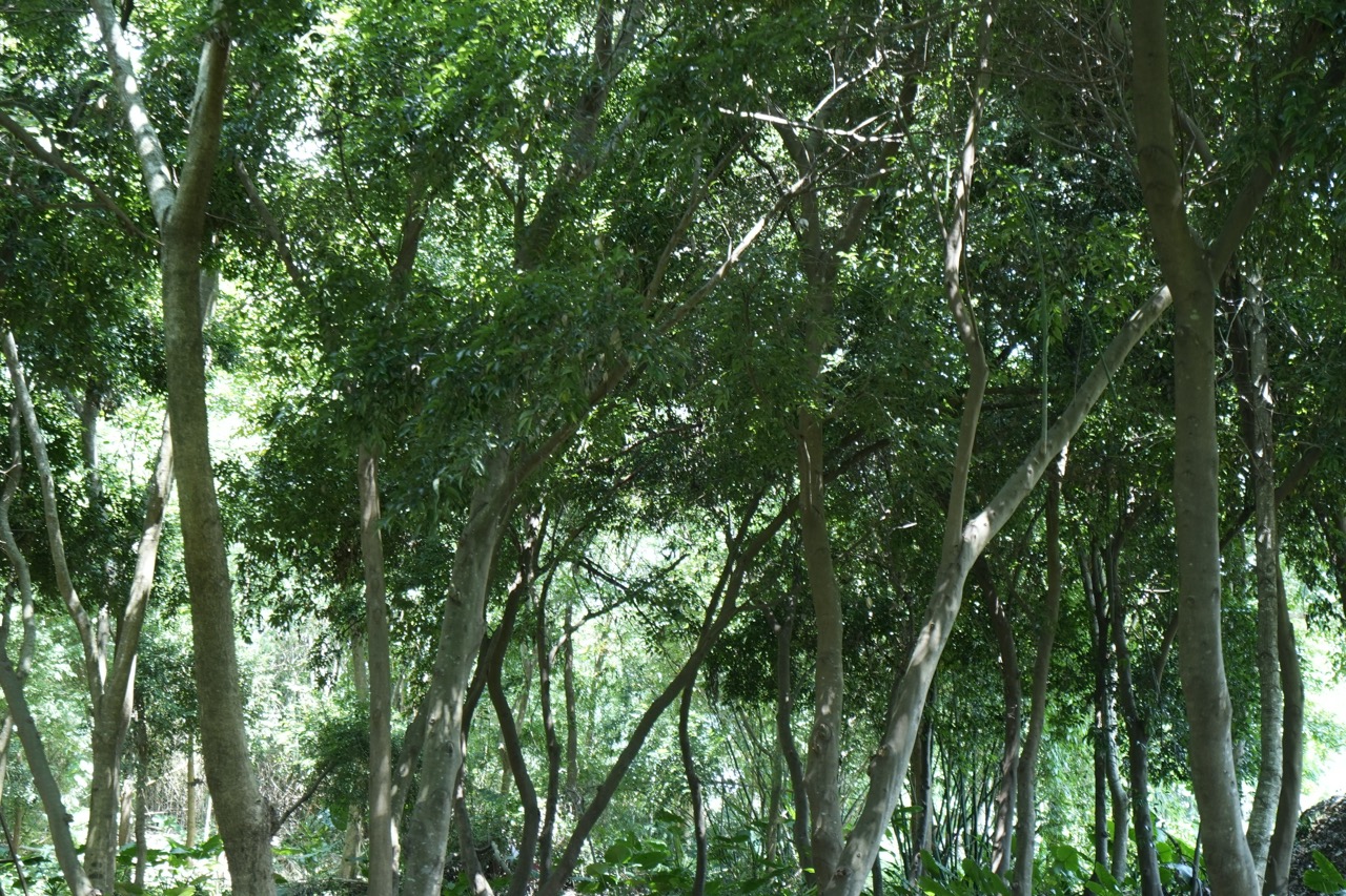 木的基本｜台灣原生種 闊葉樹