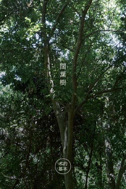 木的基本｜台灣原生種 闊葉樹